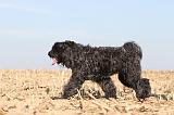 BOUVIER DES FLANDRES 156